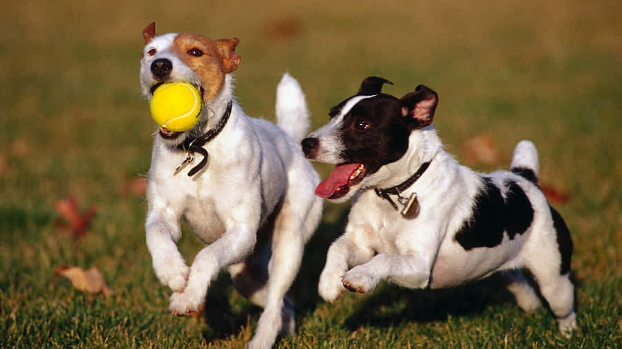 Excited Dogs Playing In A Dedicated Outdoor Area At Our Dog Daycare. Wallpaper