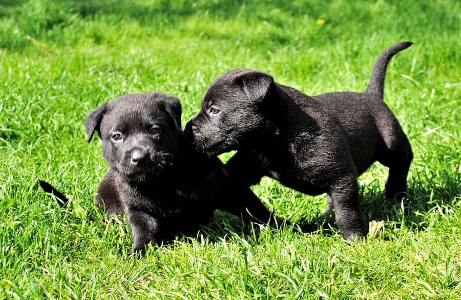 Excited Dogs Playing Together In A Daycare Wallpaper