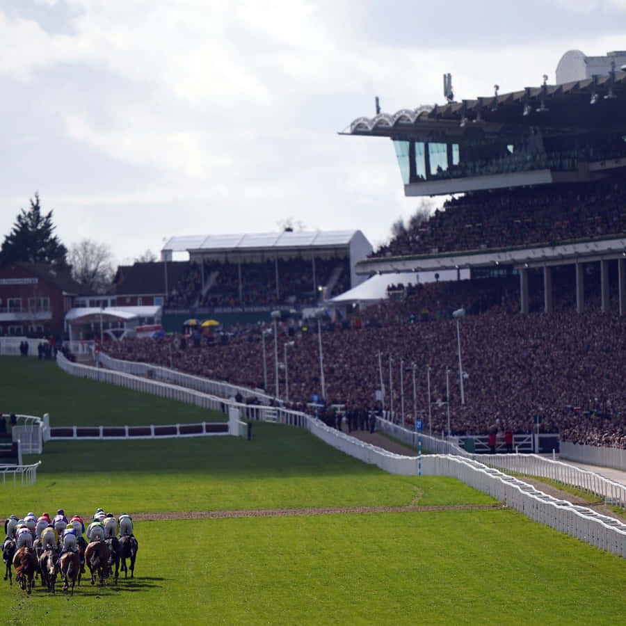 Exciting Horse Racing At The Cheltenham Festival Wallpaper