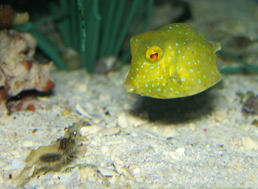 Exotic Cowfish Swimming In Clear Waters Wallpaper