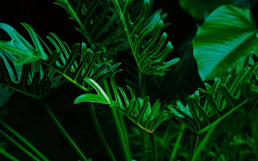 Exotic Green Leaves [wallpaper] Wallpaper