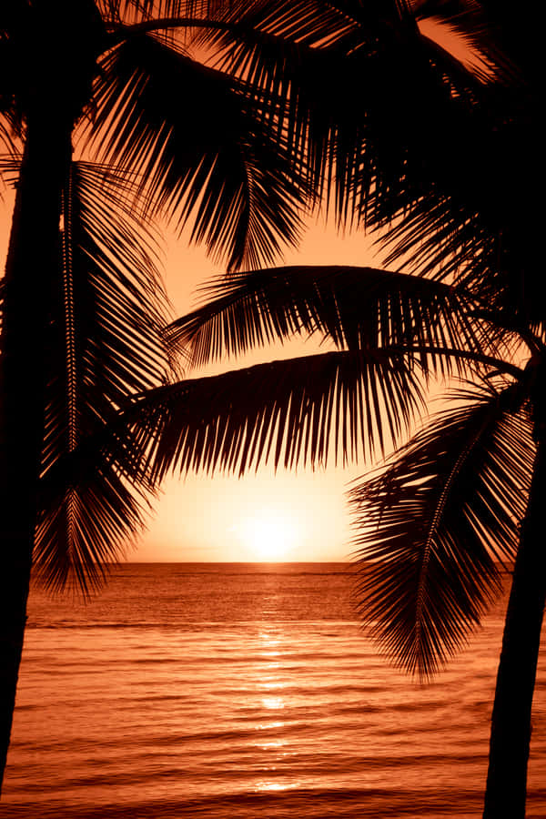 Exotic Palm Tree Sunset [wallpaper] Wallpaper