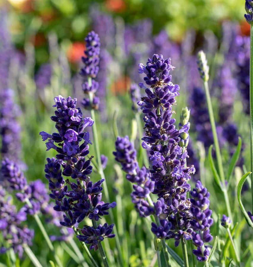 Experience A World Of Lavender Blue! Wallpaper
