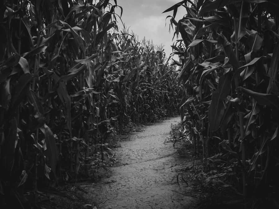 Experience An Epic Adventure At A Haunted Corn Maze!