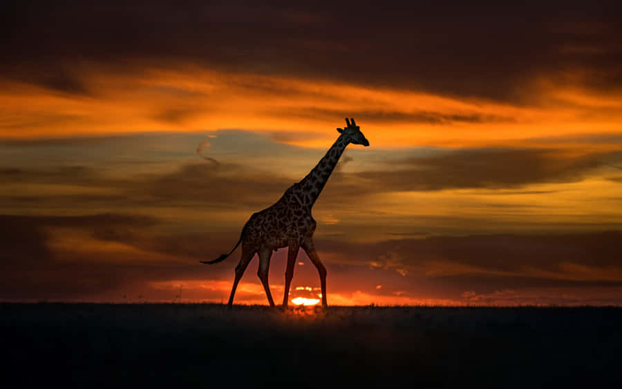 Experience The Beauty Of African Wildlife Up Close. Wallpaper