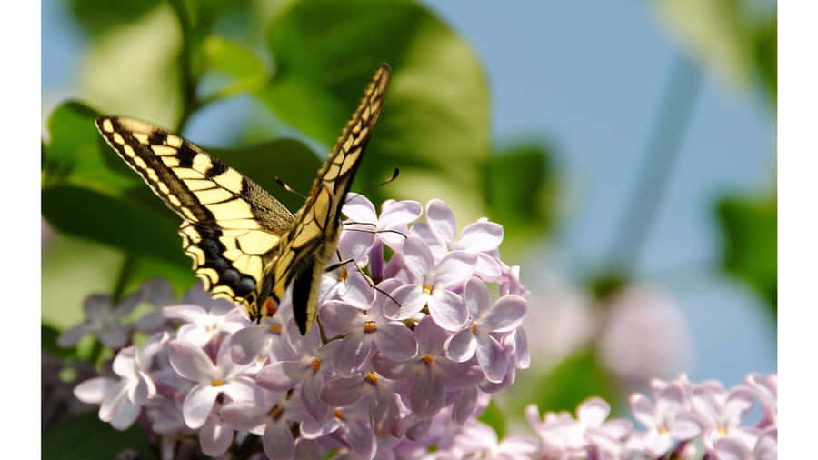 Experience The Joy Of The Butterfly Yellow Wallpaper