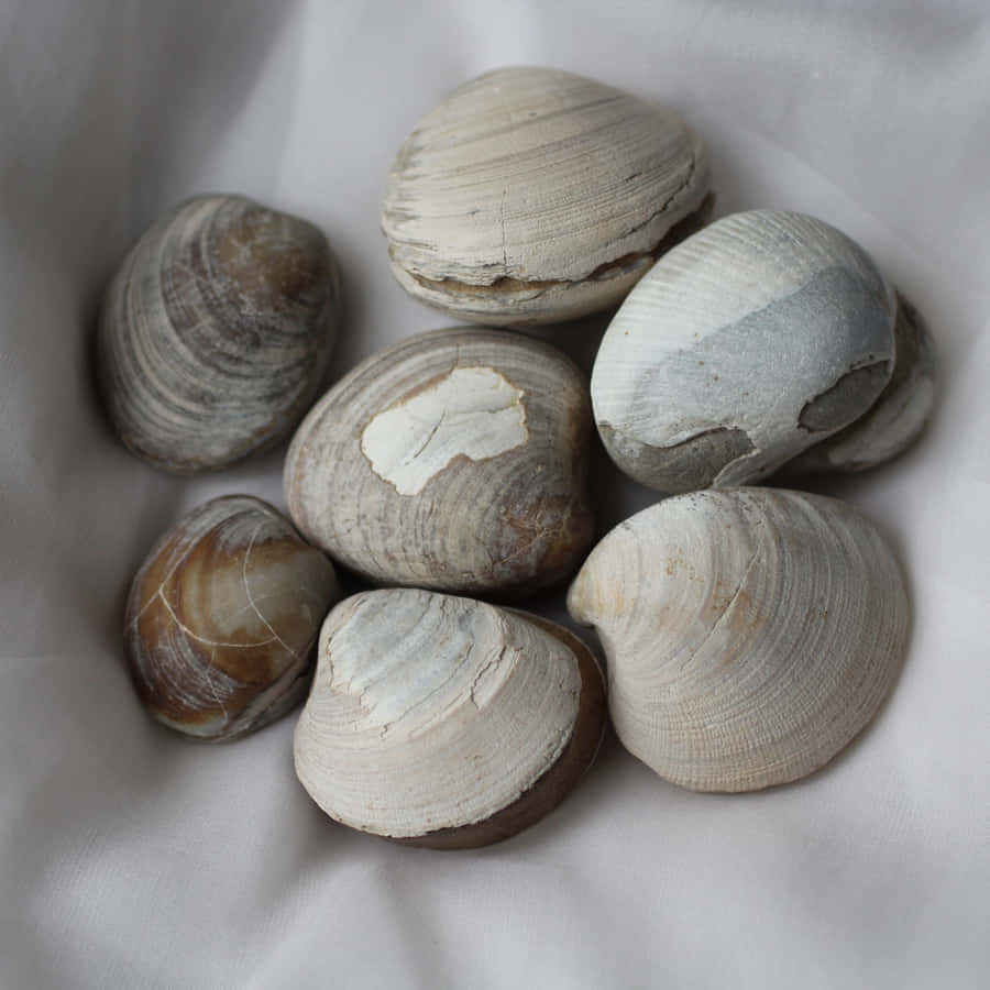 Explore The Beauty Of Clam Shells Wallpaper