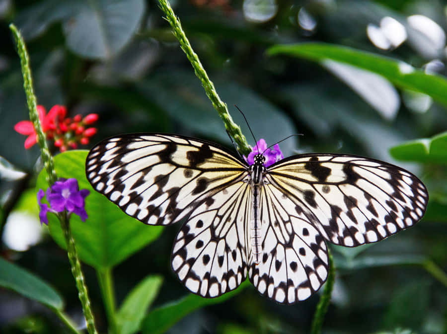 Explore The Colorful World Of The Butterfly Zoo Wallpaper