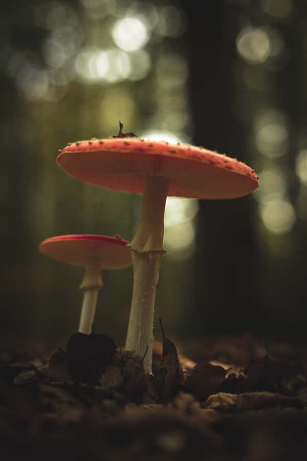Explore The Magical World With Mushroom Phone Wallpaper