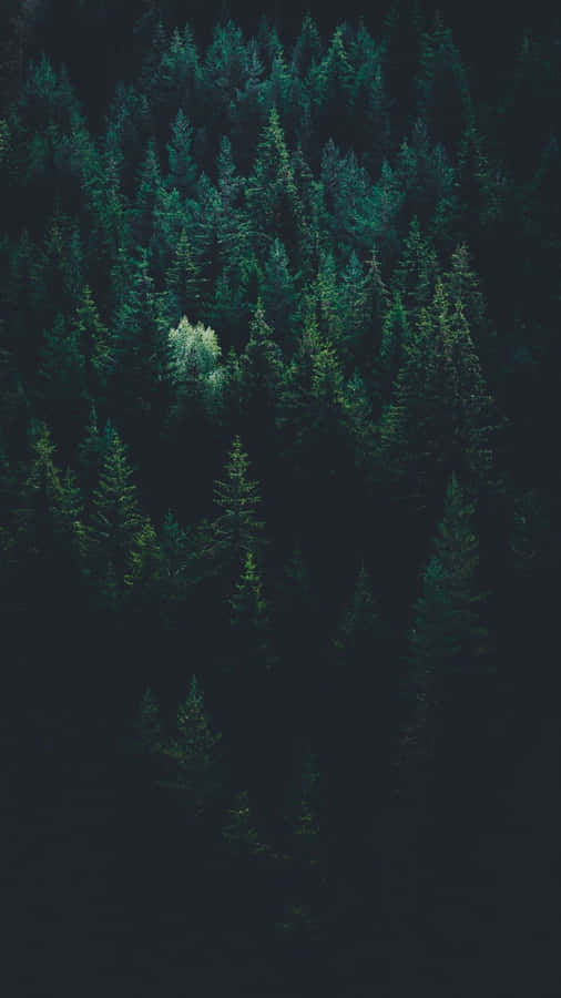 Explore The Mysterious Dark Green Forest Wallpaper