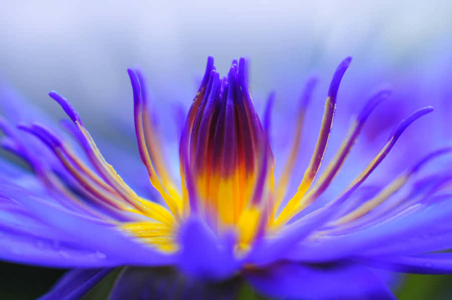 Exploring Delightful Nature Wallpaper