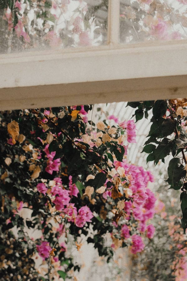 Exquisite Bougainvilleas In Full Bloom Showcasing Classic Vintage Flower Aesthetic Wallpaper