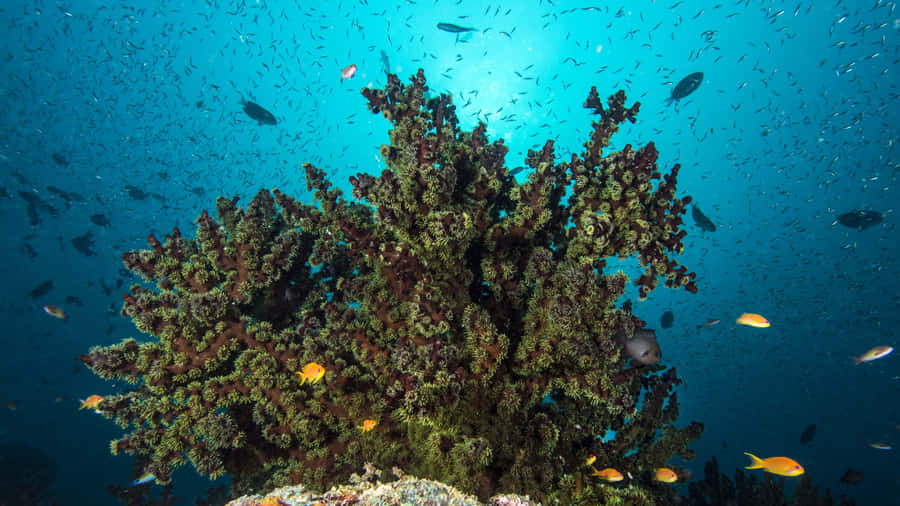 Exquisite Underwater View Of A Vibrant 4k Coral Reef Wallpaper