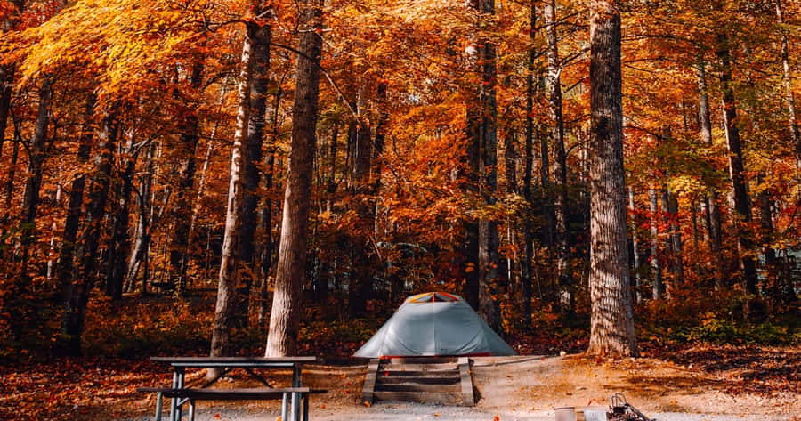 Fall Camping In The Colorful Forest Wallpaper