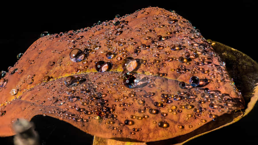 Fall Dew On A Serene Autumn Morning Wallpaper