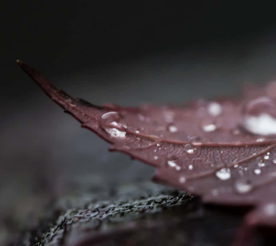 Fall Dew On Leaf Wallpaper