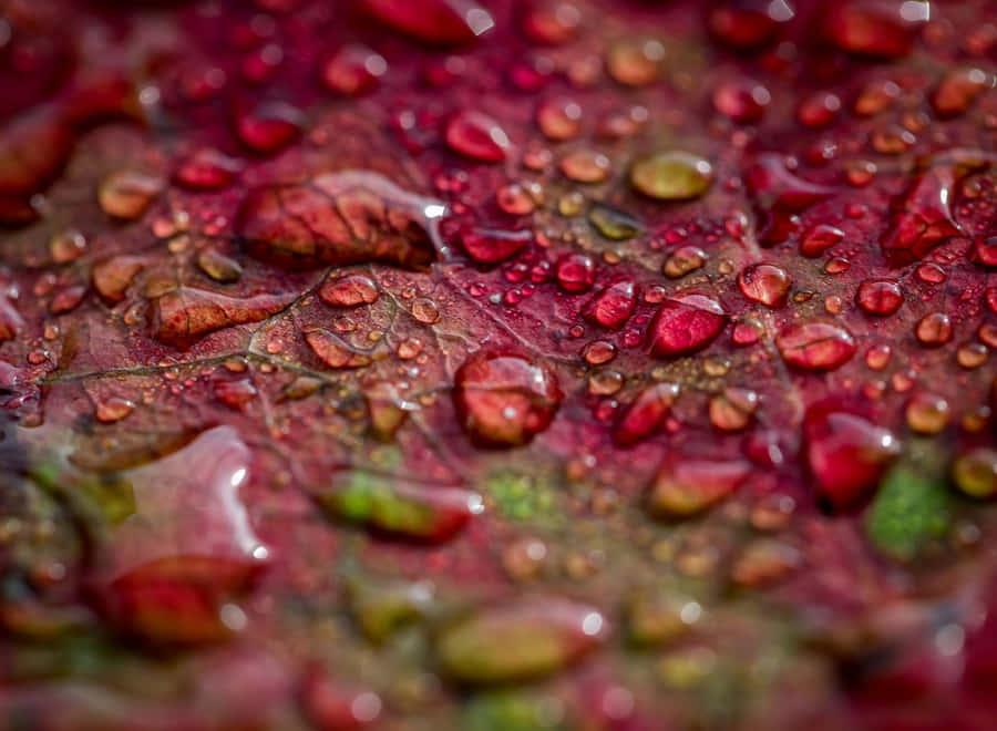 Fall Dew On Nature's Canvas Wallpaper