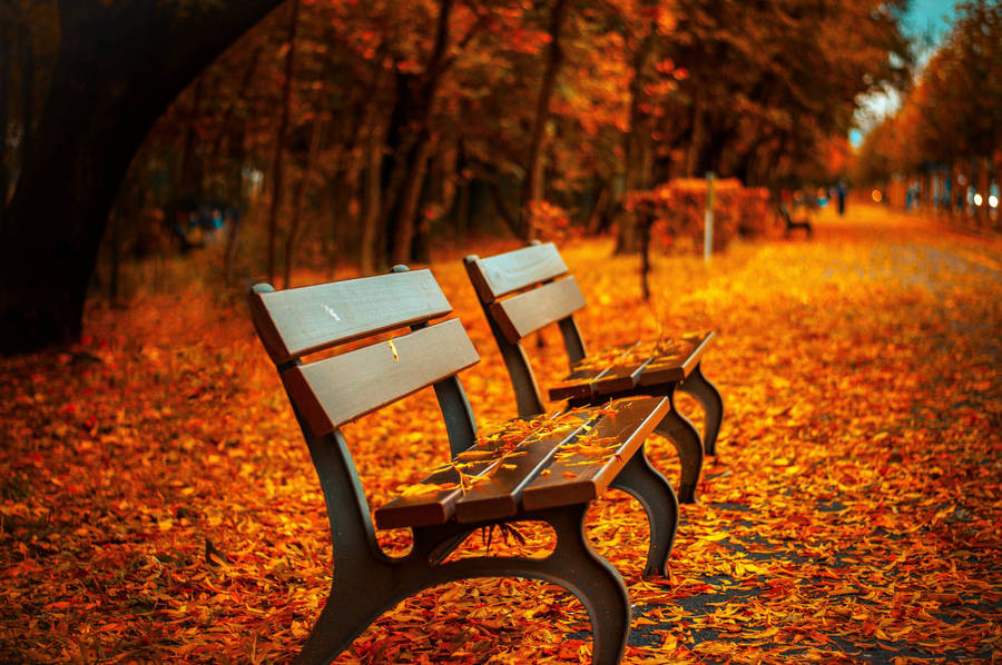 Fall Leaves Bench Park Wallpaper