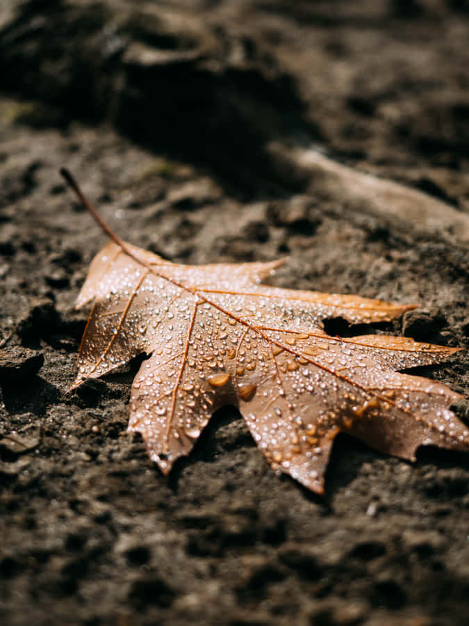 Fall Rain In A Serene Forest Wallpaper