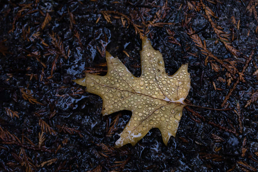 Fall Rain In The Forest Wallpaper