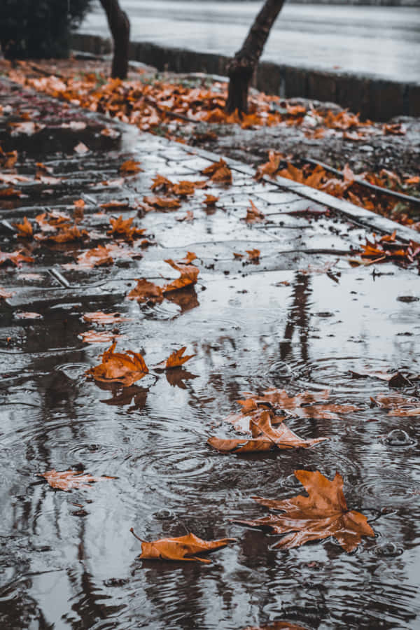 Fall Rain On Forest Path Wallpaper