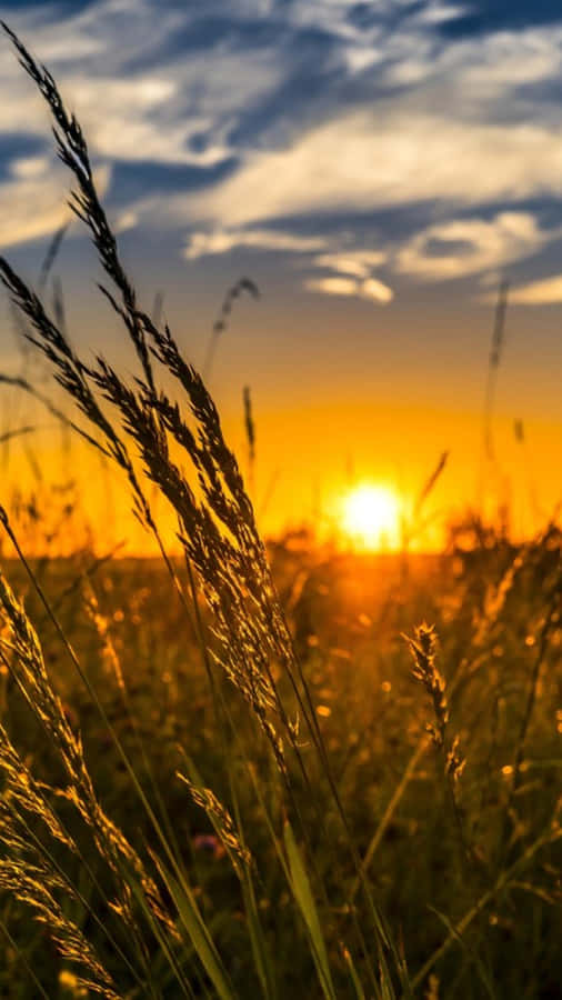 Fall Sunset: A Breathtaking View Of Autumn Splendor Wallpaper