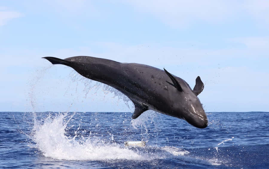 False_ Killer_ Whale_ Leaping Wallpaper