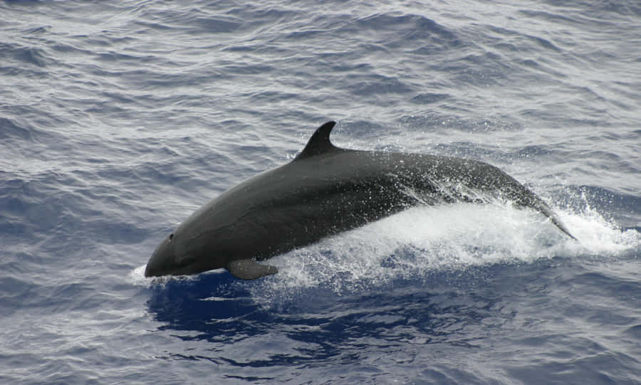 False Killer Whale Surfacing Wallpaper
