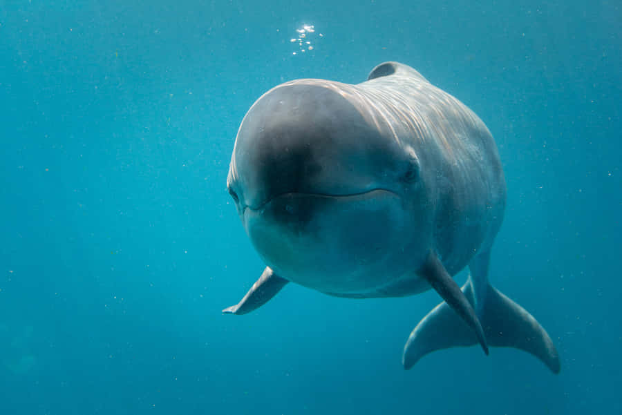 False Killer Whale Underwater Wallpaper