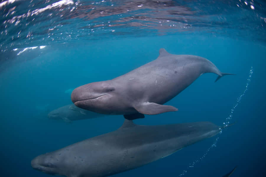 False_ Killer_ Whale_ Underwater Wallpaper