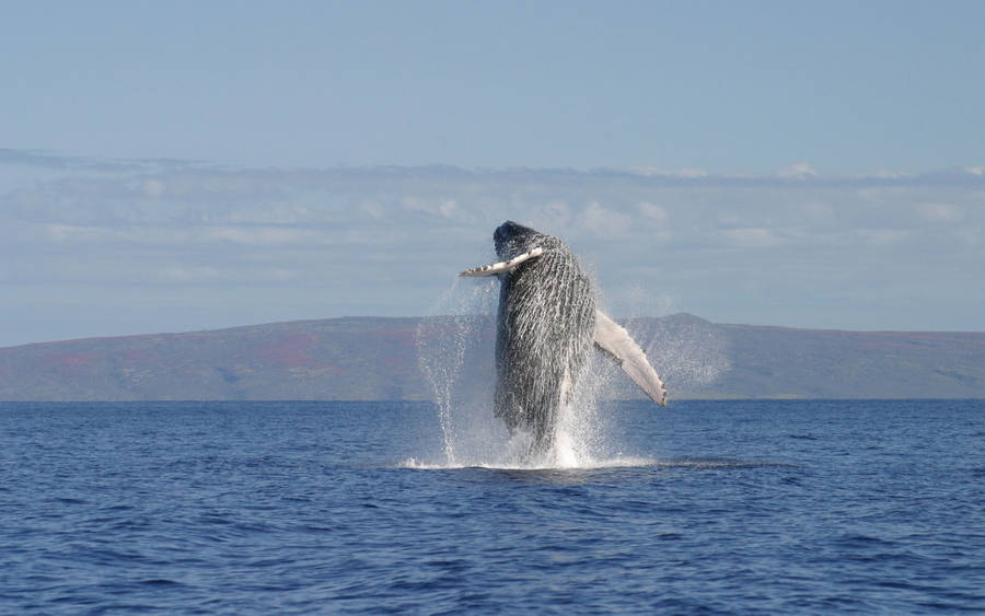 Far Shot Of Humpback Whale Breaching Wallpaper