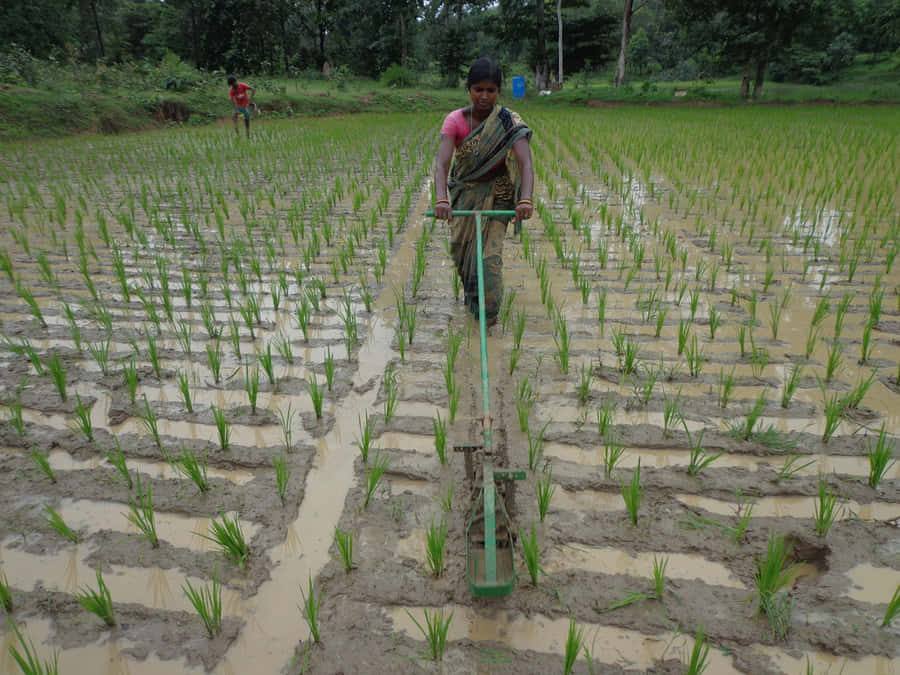 Farmer Cultivating The Field At An Organic Farm Wallpaper
