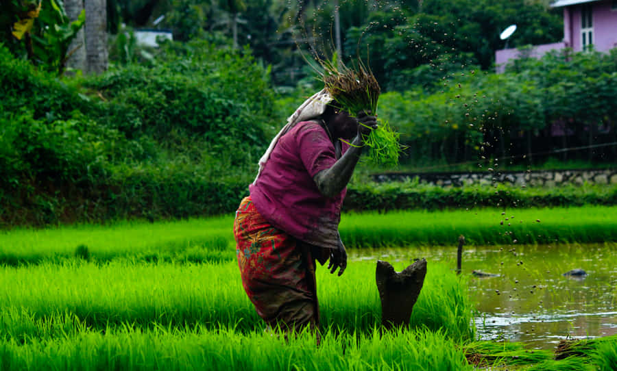 Farmer_ Planting_ Rice_ Seedlings Wallpaper