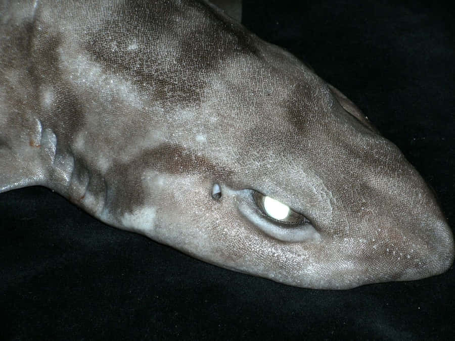 Fascinating Encounter With A Catshark In The Deep Ocean Wallpaper