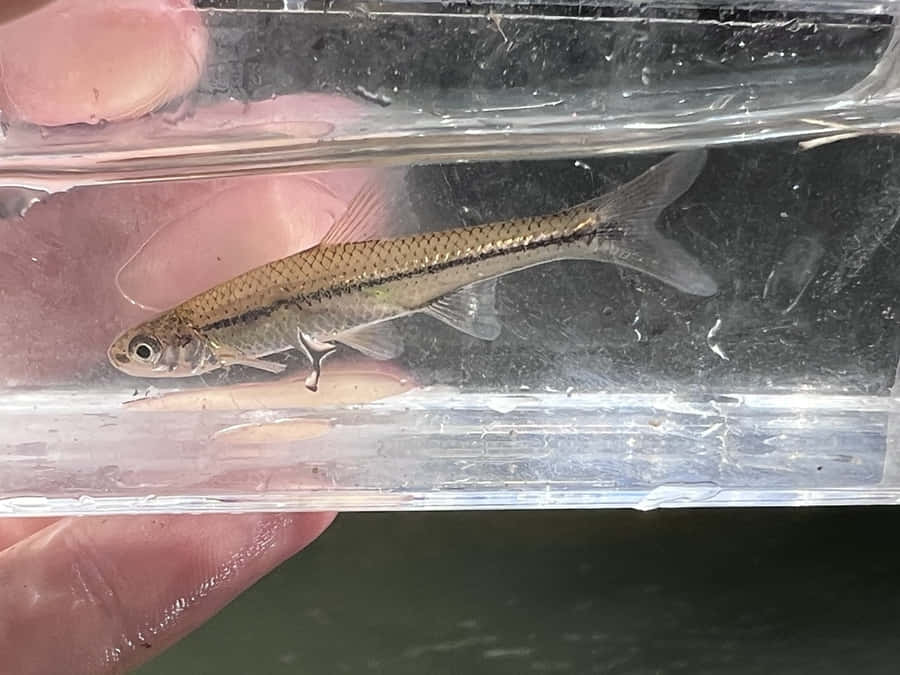 Fathead Minnowin Transparent Container Wallpaper