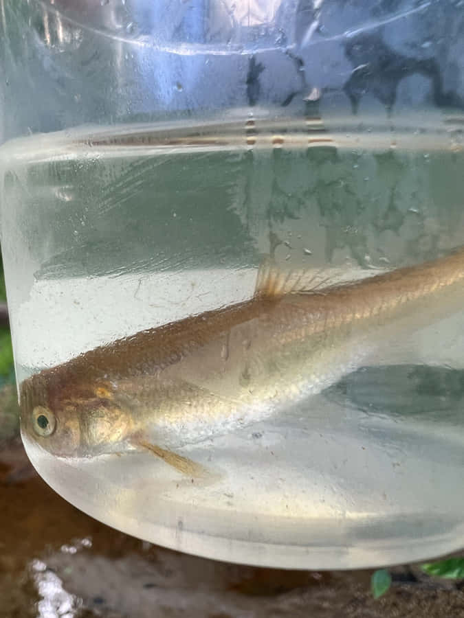 Fathead Minnowin Transparent Container Wallpaper