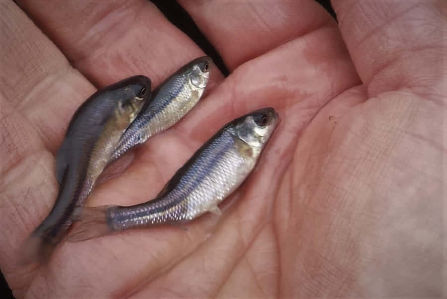 Fathead Minnowsin Hand Wallpaper