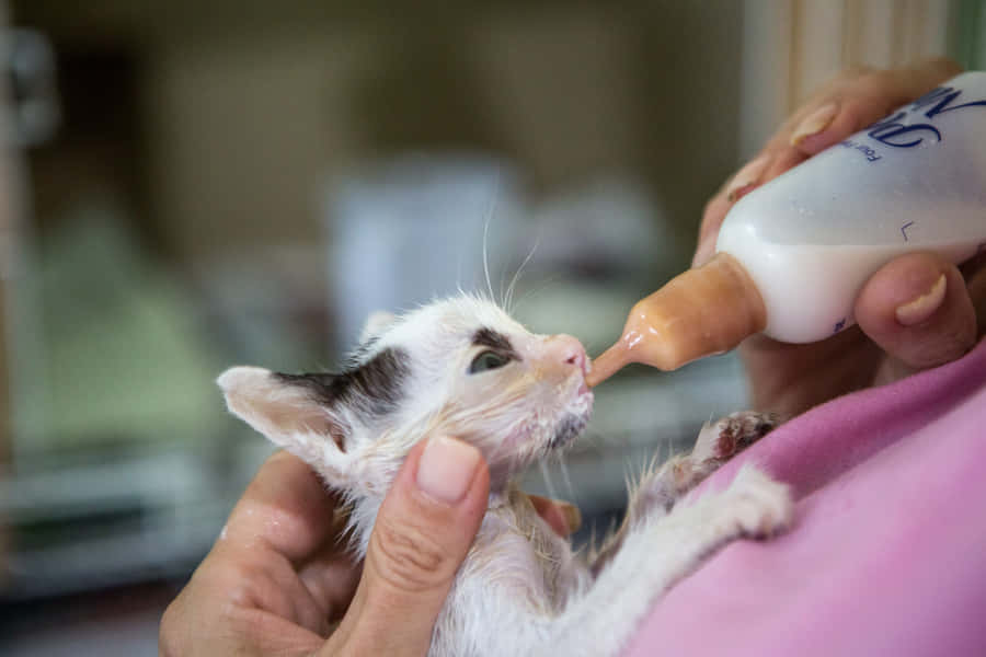Feeding An Emaciated Kitten Wallpaper