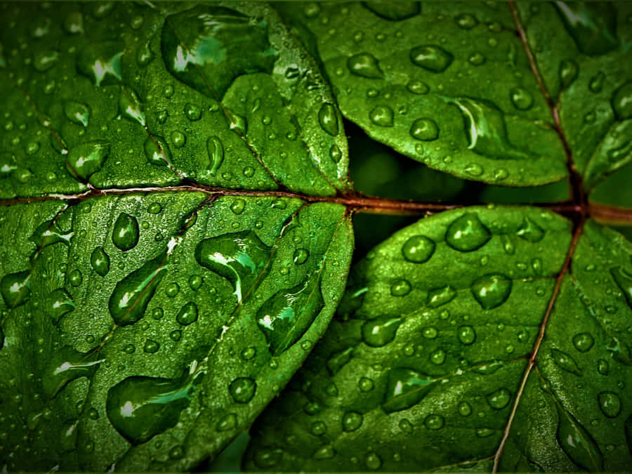 Feel The Chill Of The Pouring Rain Wallpaper