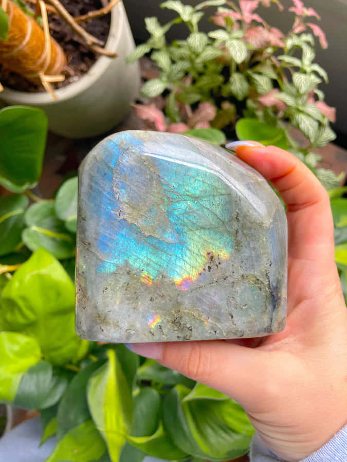 Feeling Bashful In Azure Blue Wallpaper