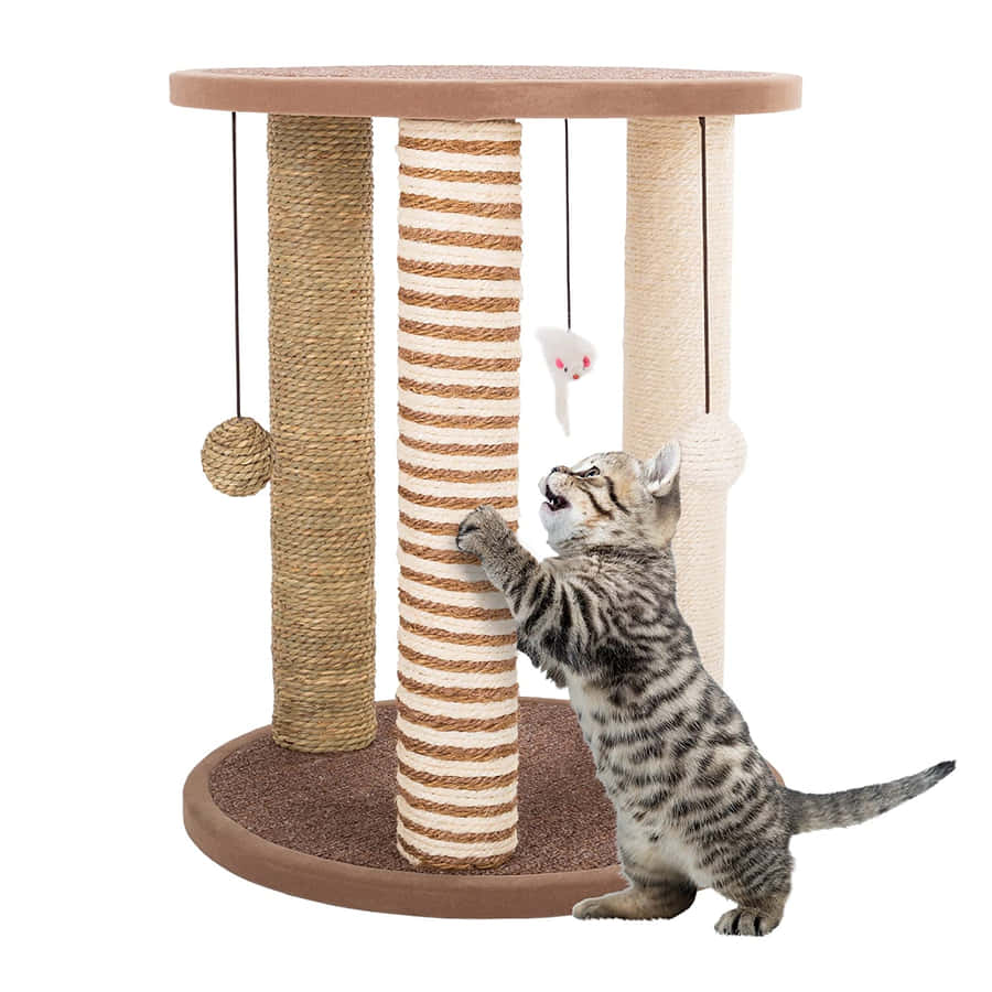 Feline Enjoying A Modern Cat Scratching Post Wallpaper