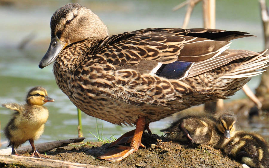Female Mallard Duck Wallpaper