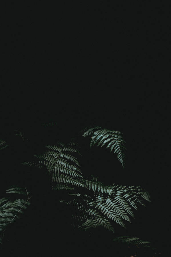 Fern Black Iphone Wallpaper
