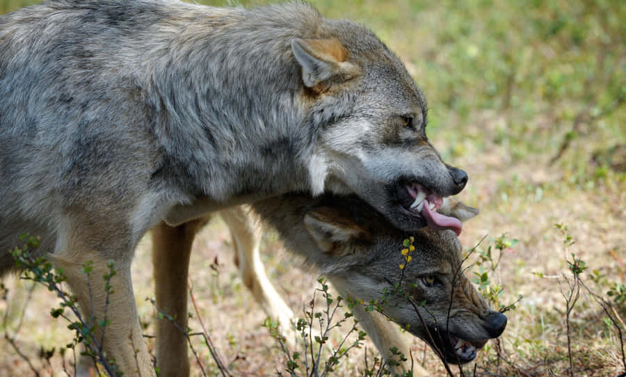 Fierce And Majestic Angry Wolf Wallpaper