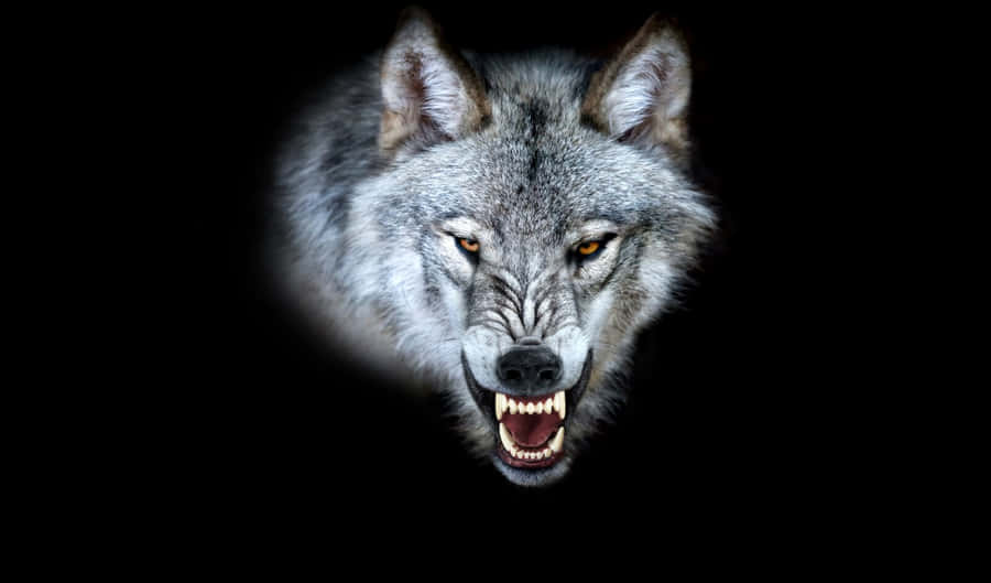 Fierce And Majestic Angry Wolf Wallpaper