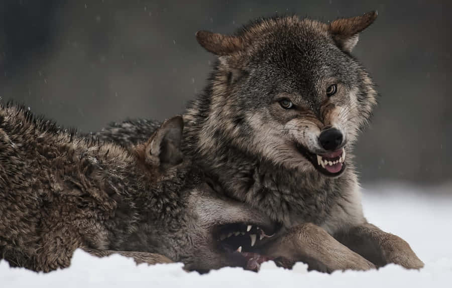 Fierce And Majestic Angry Wolf Wallpaper