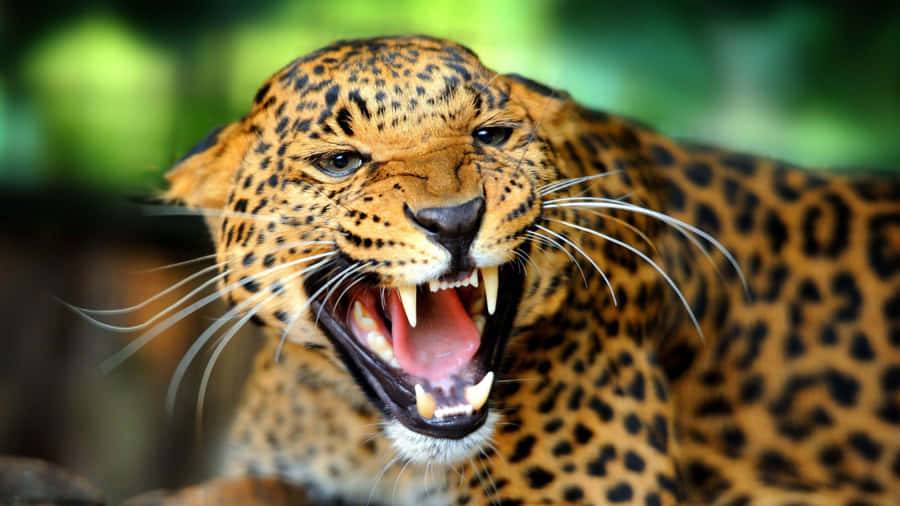 Fierce Leopard Growling Wallpaper