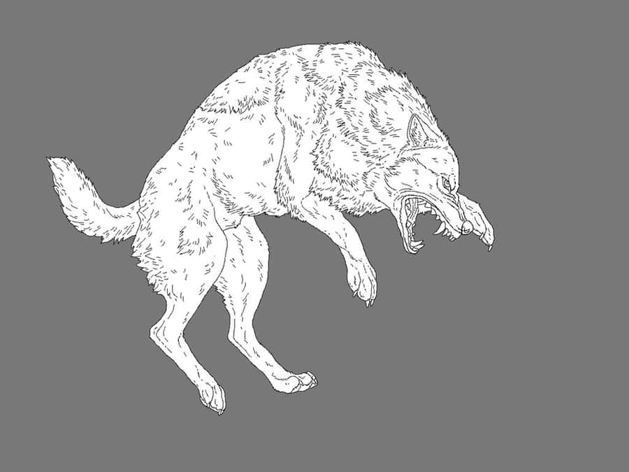 Fierce Wolf Attack In The Wild Wallpaper