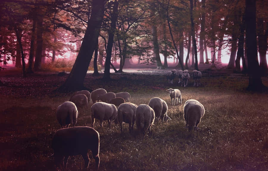 Fierce Wolf Attack In The Wild Wallpaper