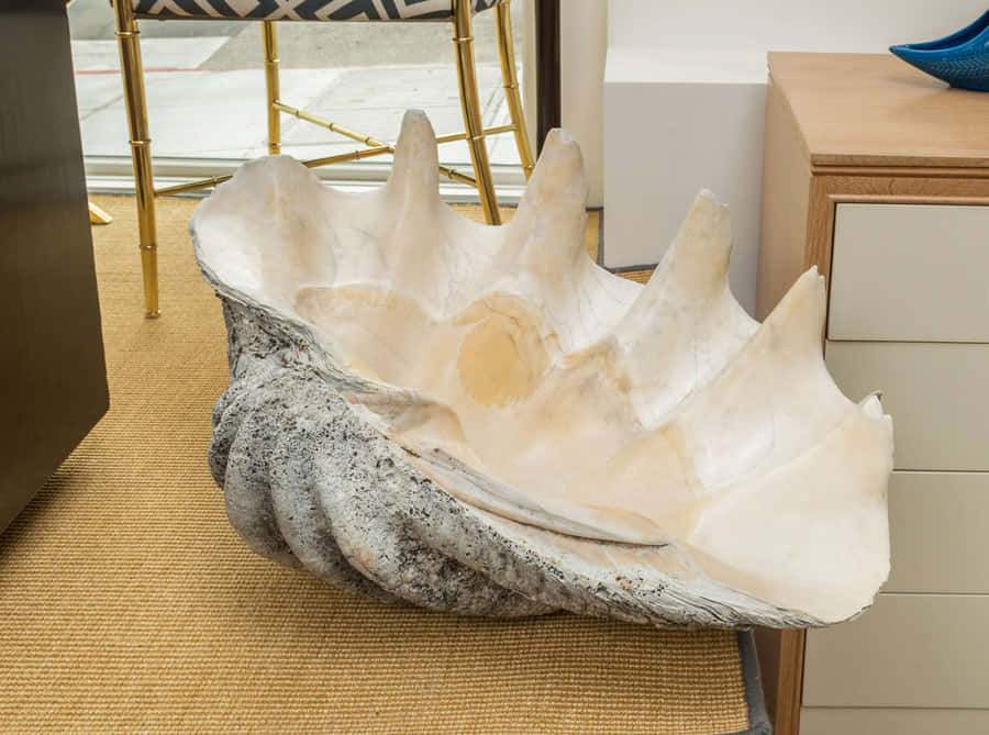 Find Solitude In The Clam Shell Wallpaper